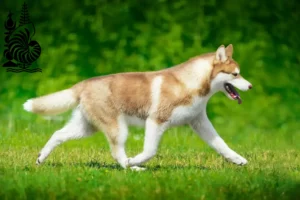 Lire la suite à propos de l’article Éleveurs de huskies et chiots en Nouvelle-Calédonie