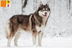 Lire la suite à propos de l’article Éleveurs de Husky et chiots en Provence-Alpes-Côte d’Azur