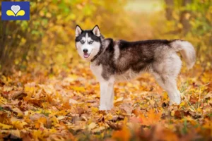 Lire la suite à propos de l’article Éleveurs de Husky et chiots en Région de Bruxelles-Capitale