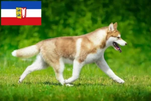 Lire la suite à propos de l’article Éleveurs de Husky et chiots dans le Schleswig-Holstein