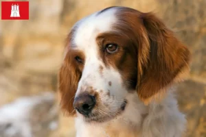 Lire la suite à propos de l’article Irish Red and White Setter éleveurs et chiots à Hambourg