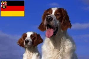 Lire la suite à propos de l’article Irish Red and White Setter éleveurs et chiots en Rhénanie-Palatinat