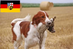 Lire la suite à propos de l’article Éleveurs d’Irish Red and White Setter et chiots en Sarre