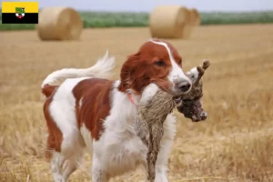 Lire la suite à propos de l’article Irish Red and White Setter éleveurs et chiots en Saxe-Anhalt