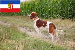 Lire la suite à propos de l’article Irish Red and White Setter éleveurs et chiots dans le Schleswig-Holstein