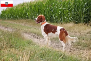 Lire la suite à propos de l’article Éleveurs d’Irish Red and White Setter et chiots en Thuringe