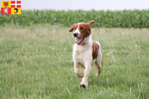 Lire la suite à propos de l’article Irish Red and White Setter éleveurs et chiots en Auvergne-Rhône-Alpes