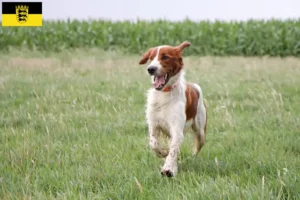 Lire la suite à propos de l’article Irish Red and White Setter éleveurs et chiots en Baden-Württemberg