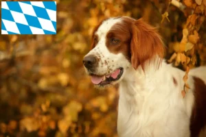 Lire la suite à propos de l’article Irish Red and White Setter éleveurs et chiots en Bavière