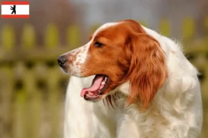 Lire la suite à propos de l’article Irish Red and White Setter éleveurs et chiots à Berlin