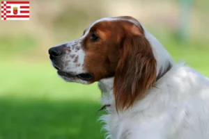 Lire la suite à propos de l’article Irish Red and White Setter éleveurs et chiots à Brême