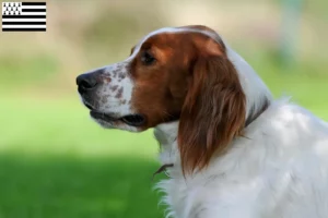 Lire la suite à propos de l’article Éleveurs d’Irish Red and White Setter et chiots en Bretagne