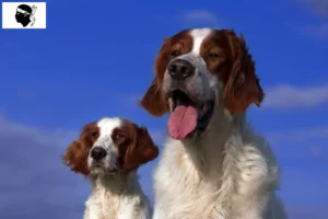 Lire la suite à propos de l’article Éleveurs d’Irish Red and White Setter et chiots en Corse