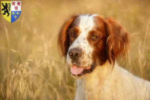 Lire la suite à propos de l’article Éleveurs et chiots de Setter Irlandais Rouges et Blancs en Hauts-de-France