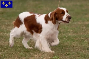 Lire la suite à propos de l’article Éleveurs et chiots de Setter Irlandais Rouges et Blancs en Île-de-France