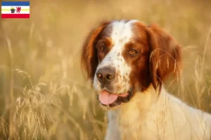 Lire la suite à propos de l’article Irish Red and White Setter éleveurs et chiots dans le Mecklembourg-Poméranie occidentale