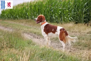 Lire la suite à propos de l’article Éleveurs de Setter Irlandais Rouges et Blancs et chiots en Nouvelle-Aquitaine