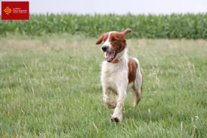 Lire la suite à propos de l’article Éleveurs d’Irish Red and White Setter et chiots en Occitanie