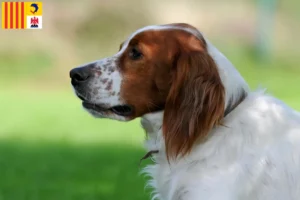 Lire la suite à propos de l’article Éleveurs d’Irish Red and White Setter et chiots en Provence-Alpes-Côte d’Azur