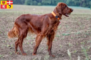 Lire la suite à propos de l’article Éleveurs de setter rouge irlandais et chiots en Auvergne-Rhône-Alpes