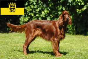 Lire la suite à propos de l’article Éleveurs d’Irish Red Setter et chiots en Baden-Württemberg