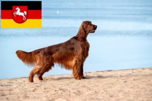 Lire la suite à propos de l’article Éleveurs d’Irish Red Setter et chiots en Basse-Saxe