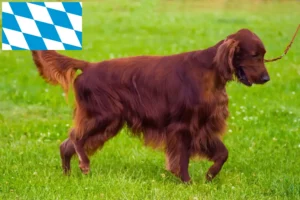 Lire la suite à propos de l’article Éleveurs d’Irish Red Setter et chiots en Bavière