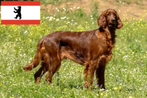 Lire la suite à propos de l’article Éleveurs d’Irish Red Setter et chiots à Berlin