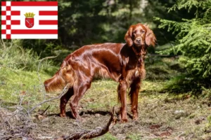 Lire la suite à propos de l’article Éleveurs d’Irish Red Setter et chiots à Brême