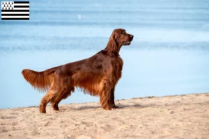 Lire la suite à propos de l’article Éleveurs d’Irish Red Setter et chiots en Bretagne