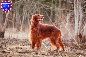 Lire la suite à propos de l’article Éleveurs d’Irish Red Setter et chiots en Centre-Val de Loire