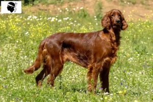 Lire la suite à propos de l’article Éleveurs d’Irish Red Setter et chiots en Corse