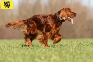 Lire la suite à propos de l’article Éleveurs d’Irish Red Setter et chiots en Flandre