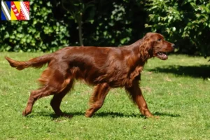 Lire la suite à propos de l’article Éleveurs d’Irish Red Setter et chiots en Grand Est