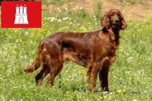 Lire la suite à propos de l’article Éleveurs d’Irish Red Setter et chiots à Hambourg