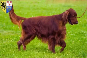 Lire la suite à propos de l’article Éleveurs d’Irish Red Setter et chiots en Hauts-de-France