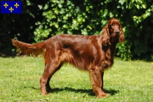 Lire la suite à propos de l’article Éleveurs d’Irish Red Setter et chiots en Île-de-France