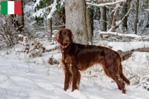 Lire la suite à propos de l’article Éleveurs d’Irish Red Setter et chiots en Italie