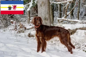 Lire la suite à propos de l’article Éleveurs d’Irish Red Setter et chiots dans le Mecklembourg-Poméranie occidentale