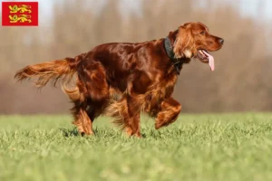 Lire la suite à propos de l’article Éleveurs d’Irish Red Setter et chiots en Normandie