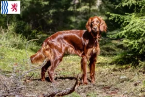 Lire la suite à propos de l’article Éleveurs et chiots de Setter Rouge Irlandais en Nouvelle-Aquitaine