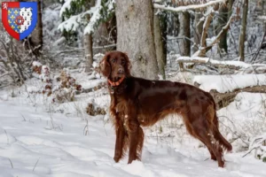 Lire la suite à propos de l’article Éleveurs d’Irish Red Setter et chiots en Pays de la Loire