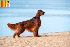 Lire la suite à propos de l’article Éleveurs d’Irish Red Setter et chiots en Provence-Alpes-Côte d’Azur