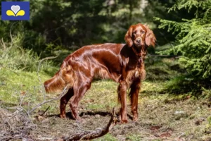 Lire la suite à propos de l’article Éleveurs de setter rouge irlandais et chiots en Région de Bruxelles-Capitale