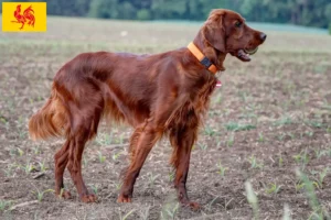 Lire la suite à propos de l’article Éleveurs d’Irish Red Setter et chiots en Région wallonne