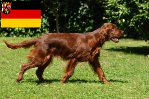 Lire la suite à propos de l’article Éleveurs d’Irish Red Setter et chiots en Rhénanie-Palatinat