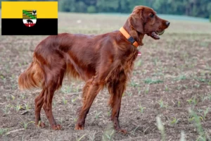 Lire la suite à propos de l’article Éleveurs d’Irish Red Setter et chiots en Saxe-Anhalt