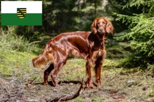 Lire la suite à propos de l’article Irish Red Setter éleveurs et chiots en Saxe