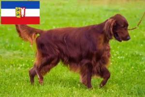 Lire la suite à propos de l’article Éleveurs d’Irish Red Setter et chiots dans le Schleswig-Holstein