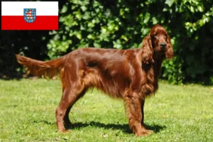 Lire la suite à propos de l’article Éleveurs d’Irish Red Setter et chiots en Thuringe